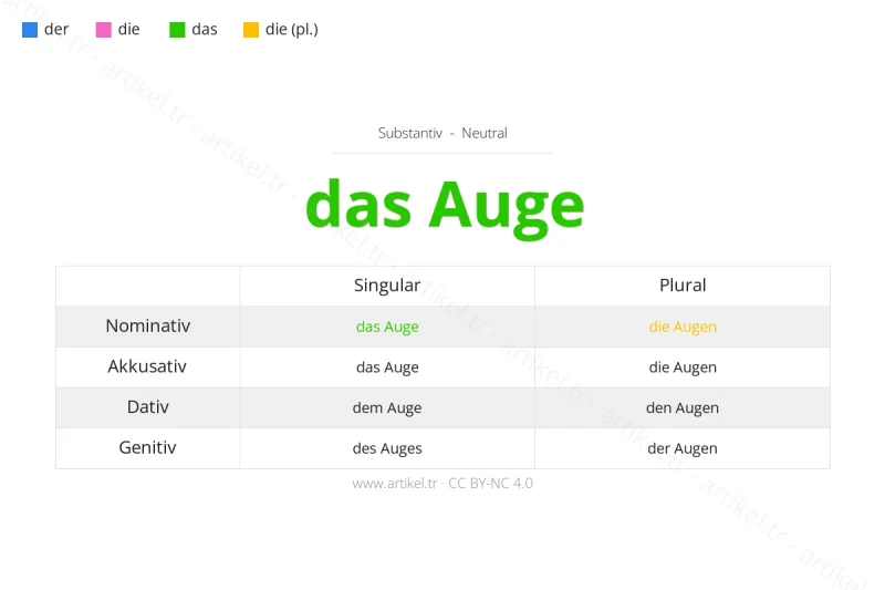 ما هي أداة التعريف لكلمة Auge بالألمانية؟