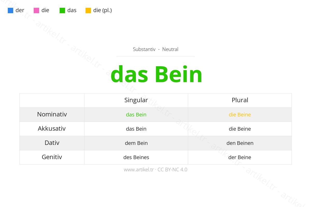 Welcher Artikel ist Bein auf Deutsch?