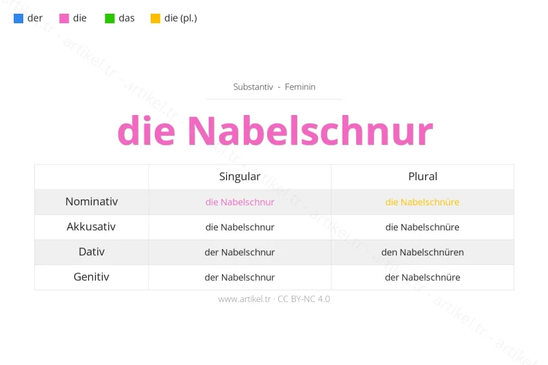 ما هي أداة التعريف لكلمة Nabelschnur بالألمانية؟